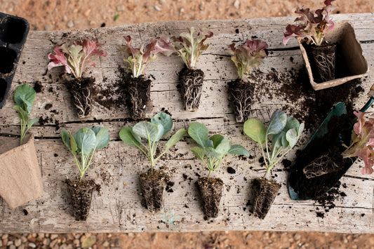 Transplanting seedlings