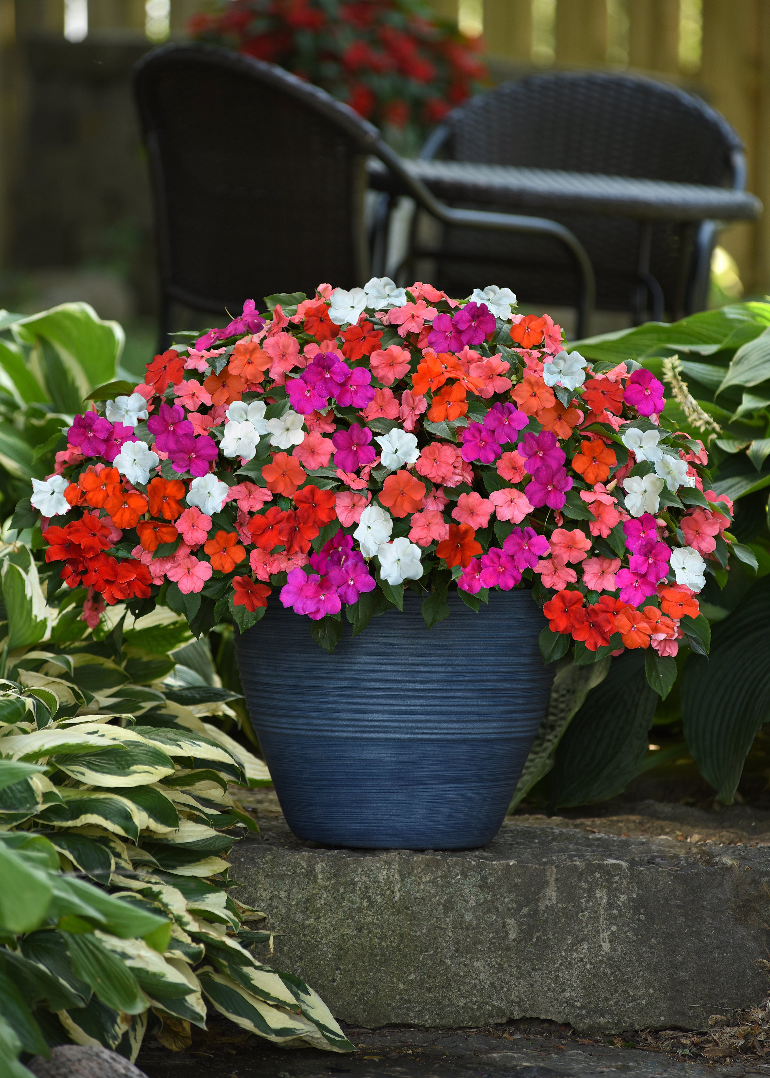Flower Seeds • Shop Seasonal Flower Seeds Online • Gro-Pak