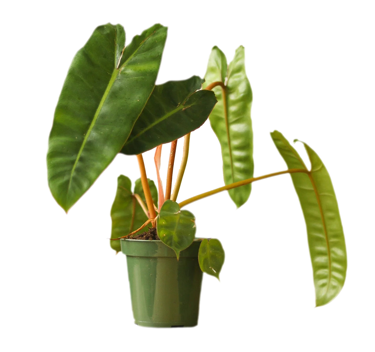 Philodendron Billietiae Seedlings