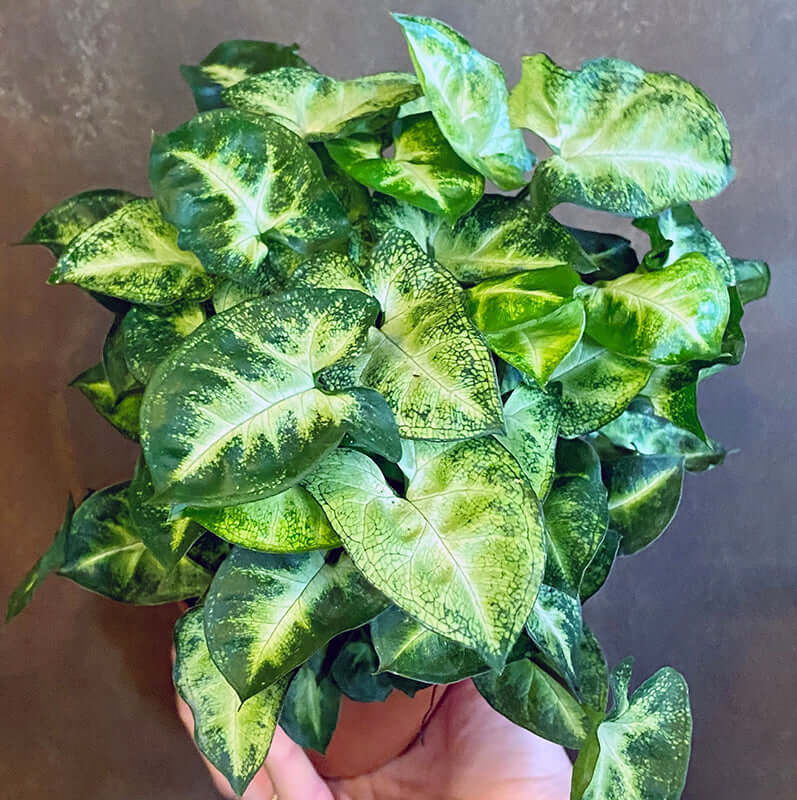 Syngonium Podophyllum Pixie Seedlings
