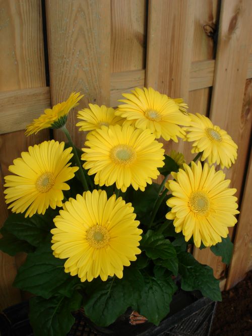Gerbera Revolution Yellow Light Eye Seedlings