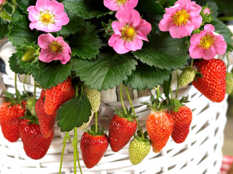 Strawberry F1 Gasana Seed