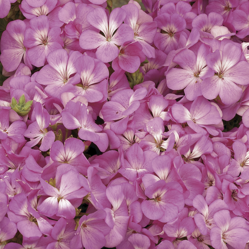 Geranium Multibloom Pink Seed