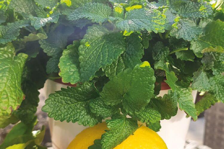 Melissa Limoncello Seed