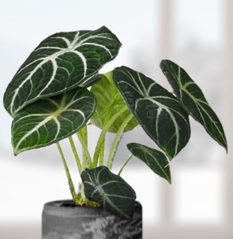 Alocasia Reginula Ninja Seedlings