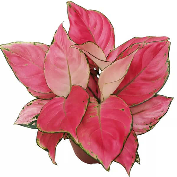 Aglaonema Auspicious Red Seedlings