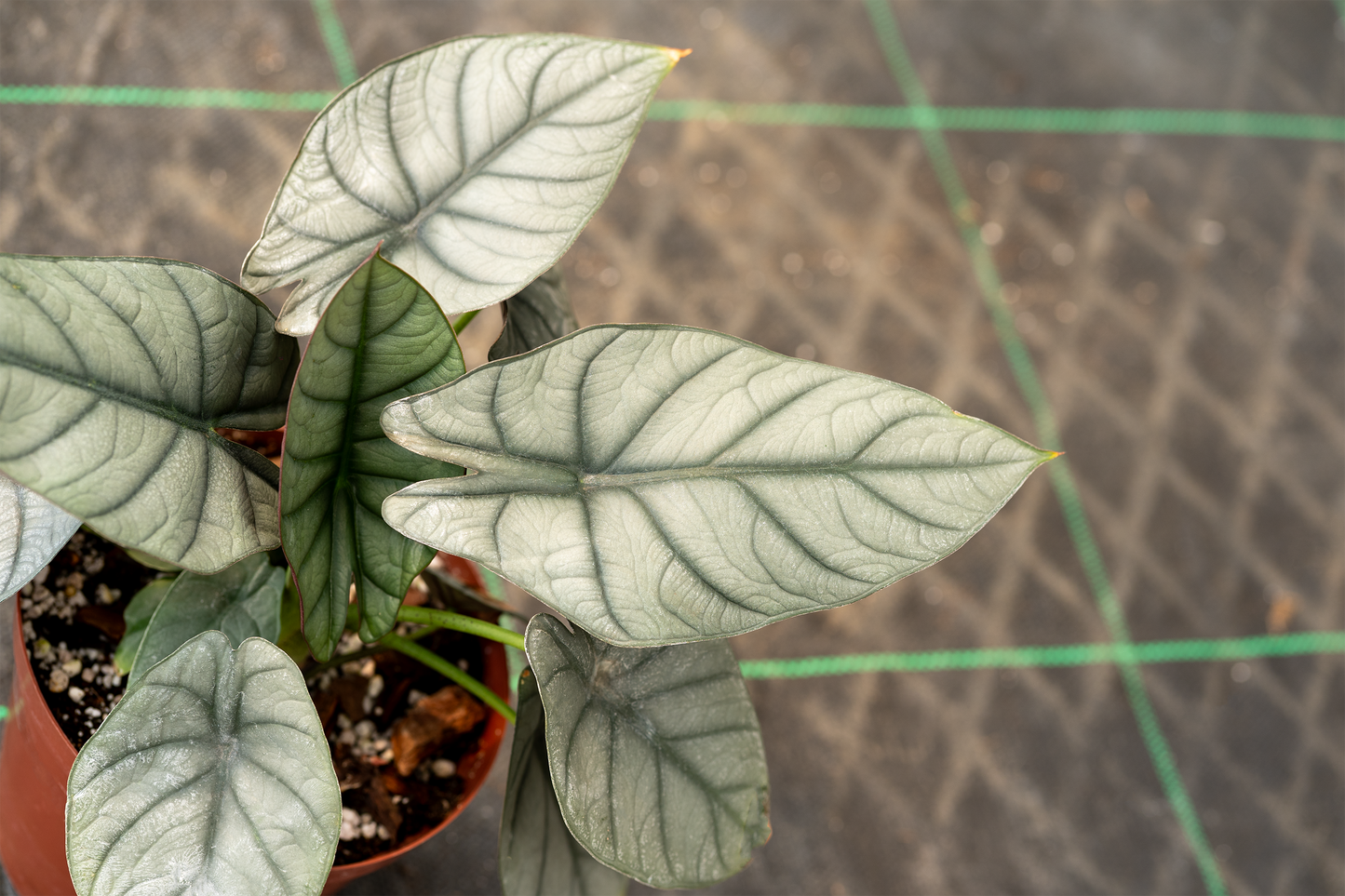 Alocasia Nebula Elaine Seedlings