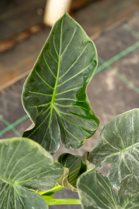 Alocasia Odora X A. Reginula Regal Shield Seedlings