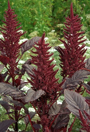 Amaranthus Velvet Curtains Seed