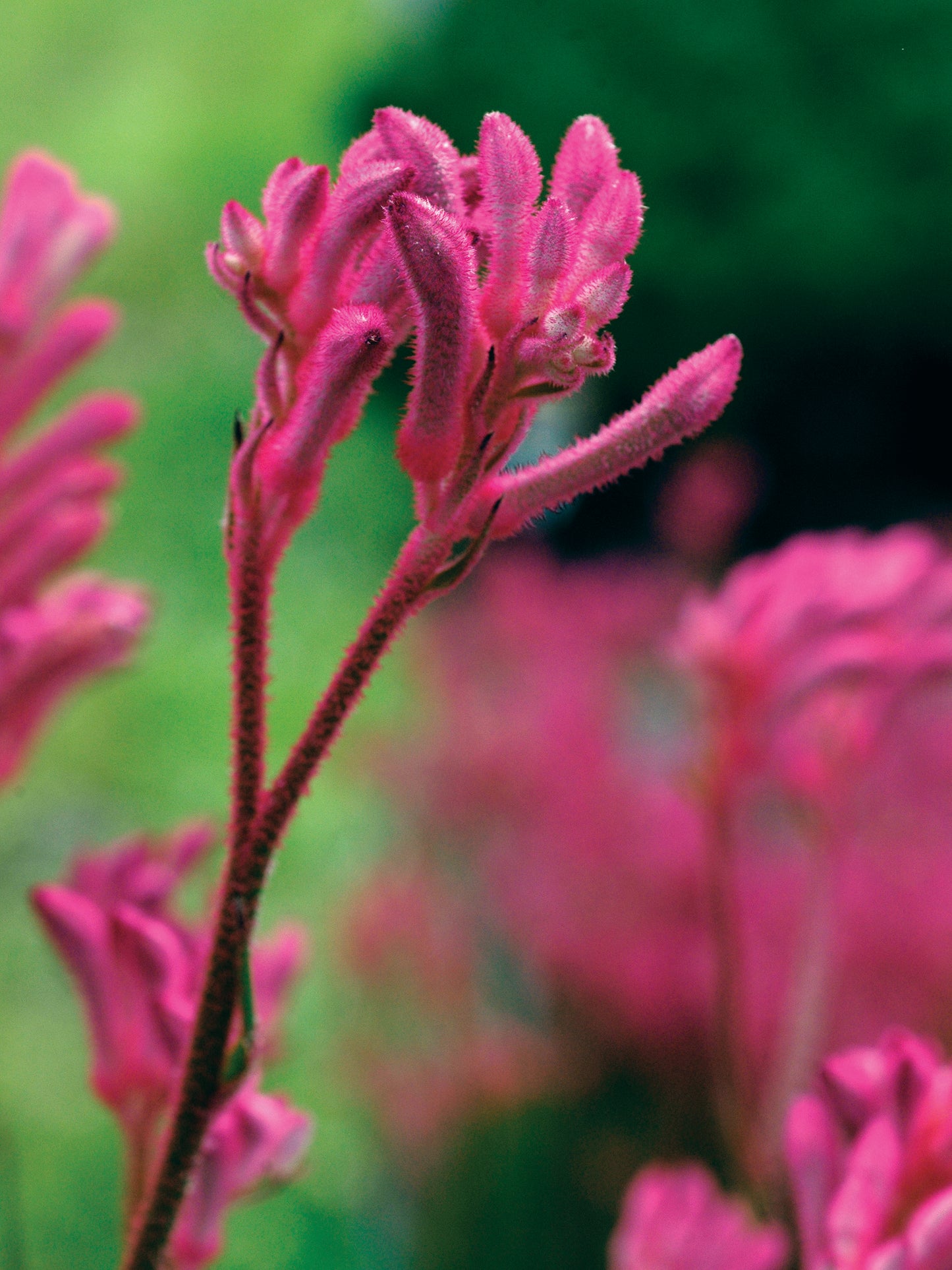 Anigozanthos Bush Pearl