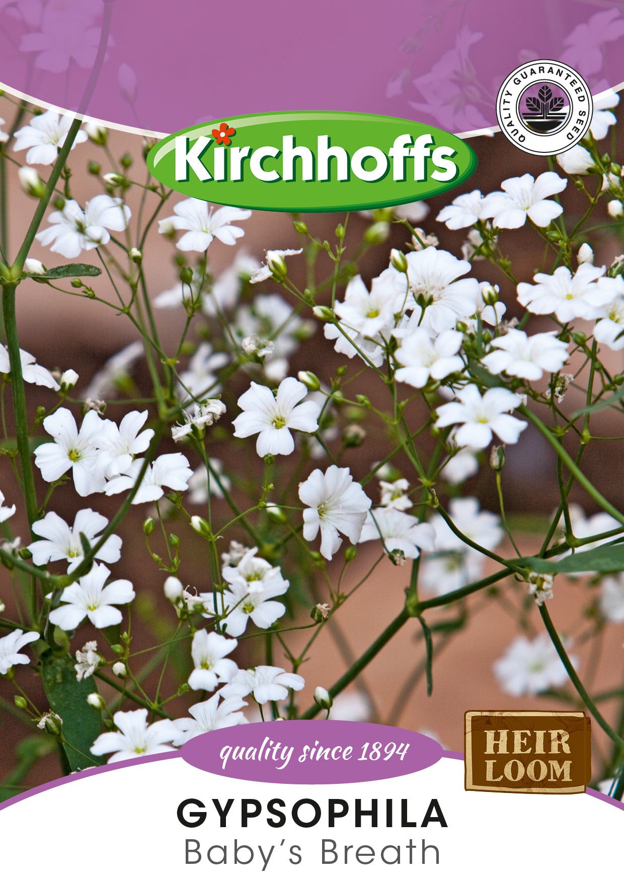 Gypsophila Single White Seed