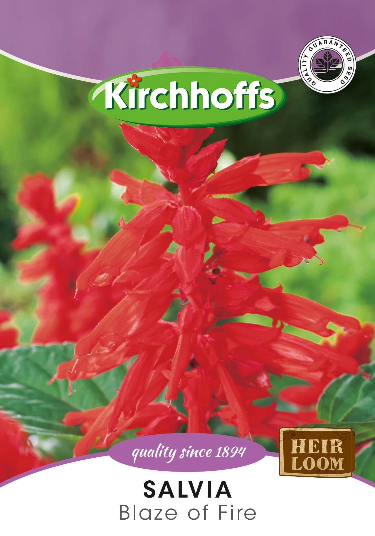 Salvia Blaze Of Fire Seed