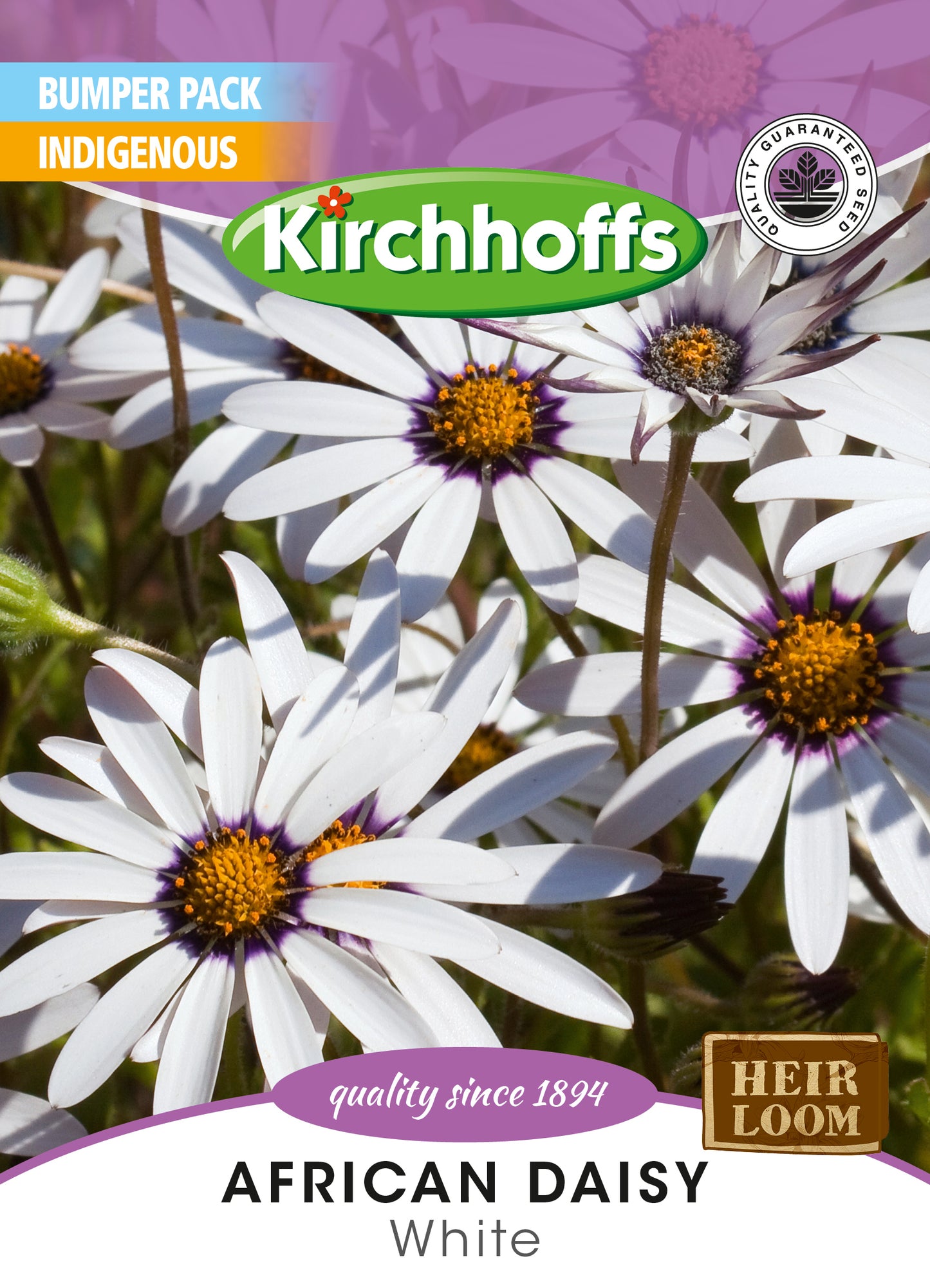 African Daisy Glistening White Seed