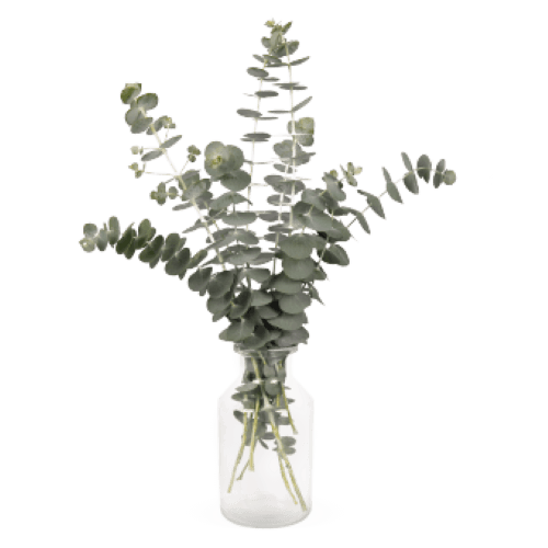 Eucalyptus Baby Blue Bouquet Seed