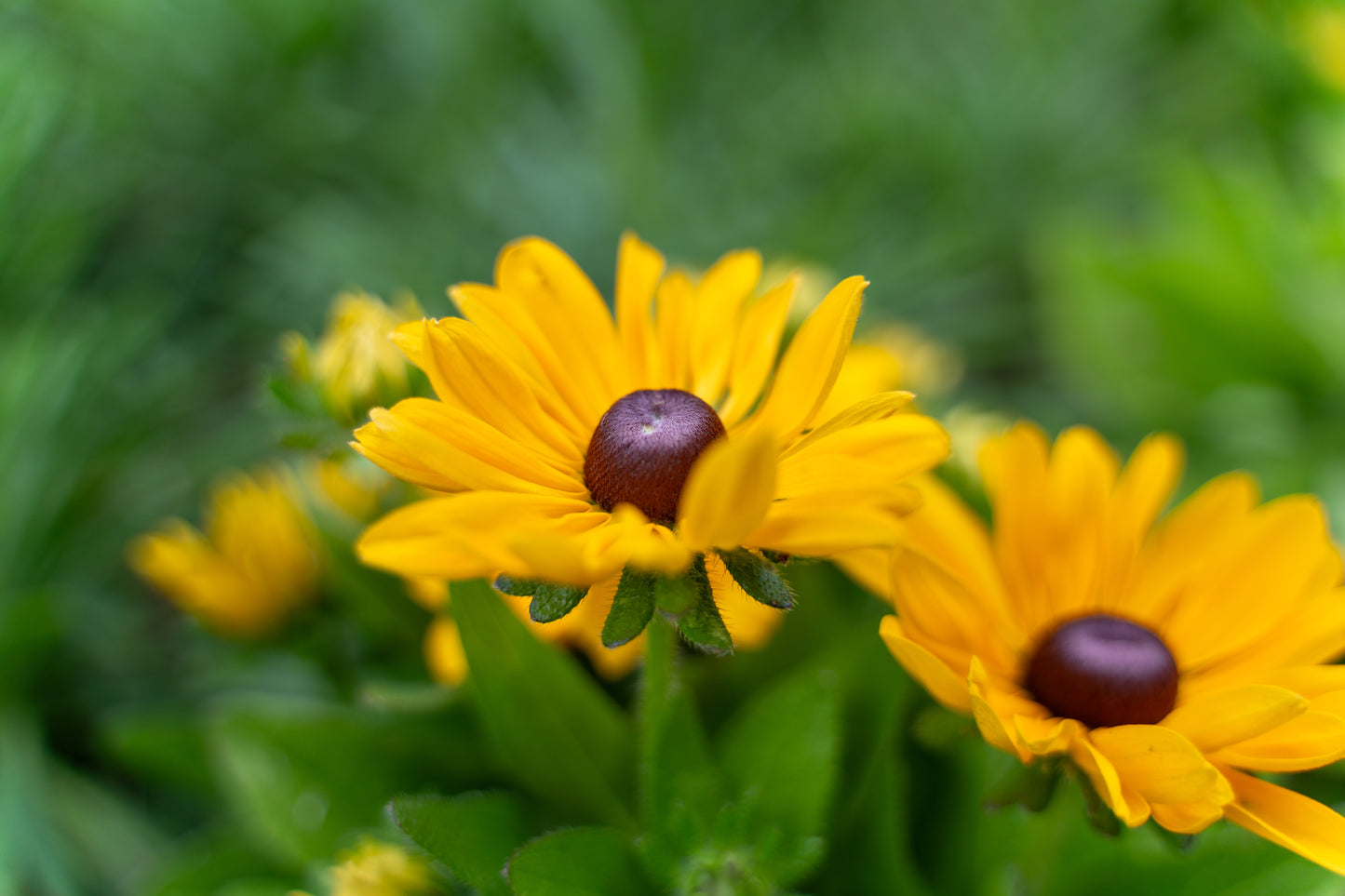 Rudbeckia Claire Orange Seed