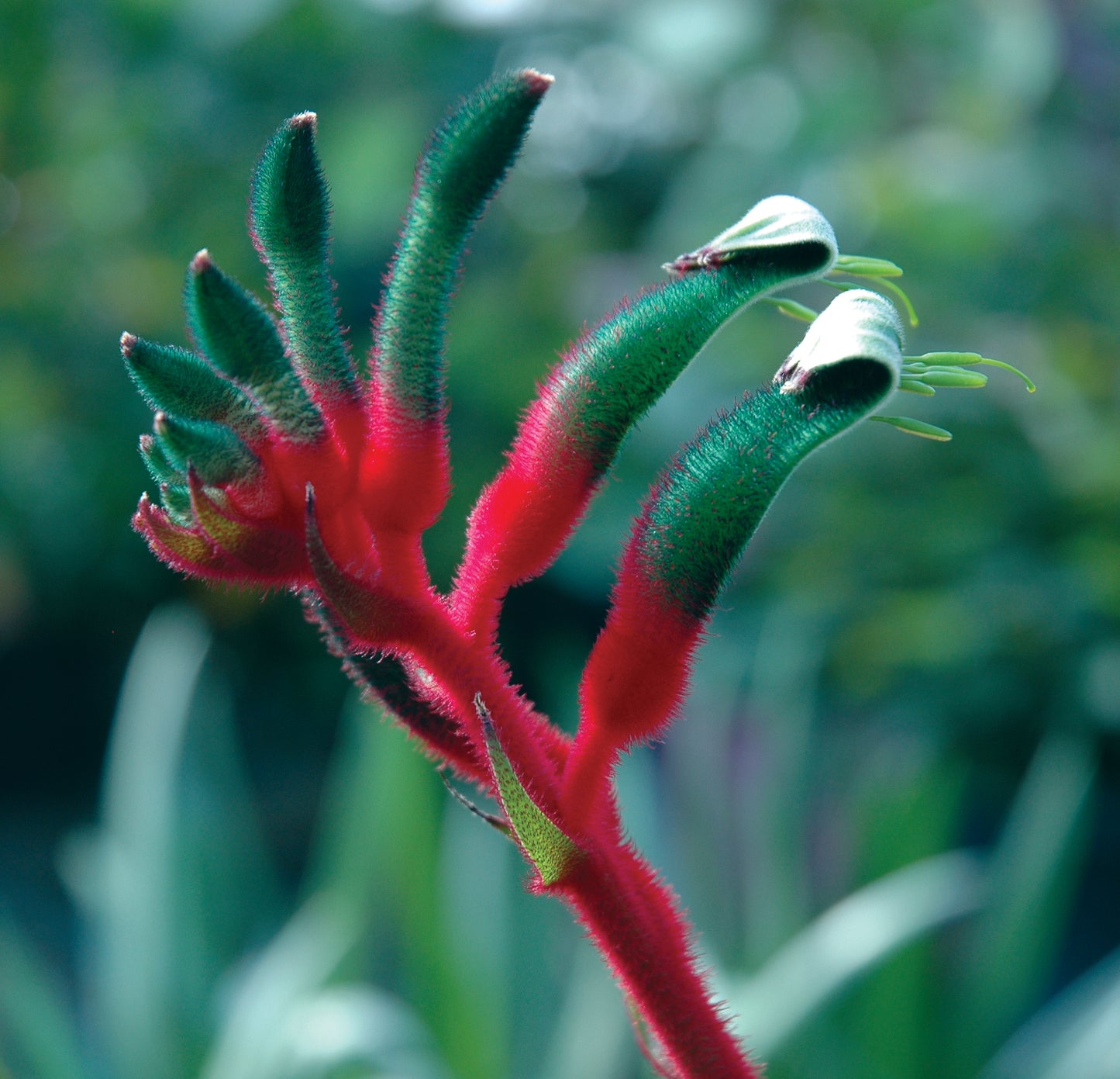Anigozanthos Bush Dance Seedlings