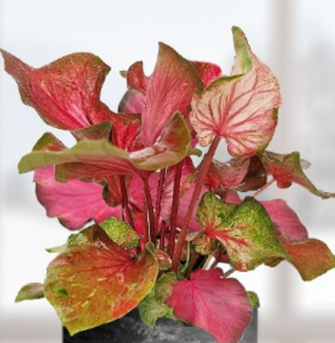 Caladium Bicolor Flamingo Seedlings