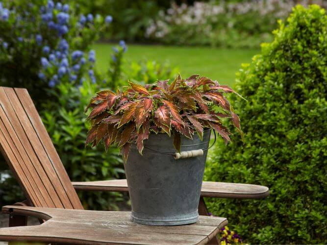 Coleus Premium Sun Coral Candy Seed