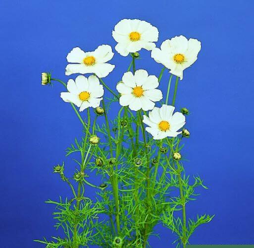 Cosmos Afternoon White Seed