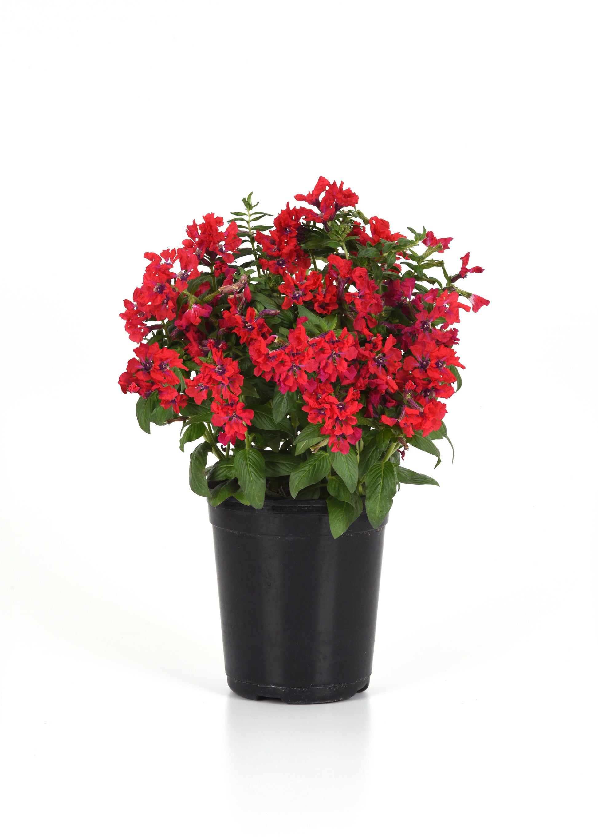 Cuphea Sweet Talk Red Potted