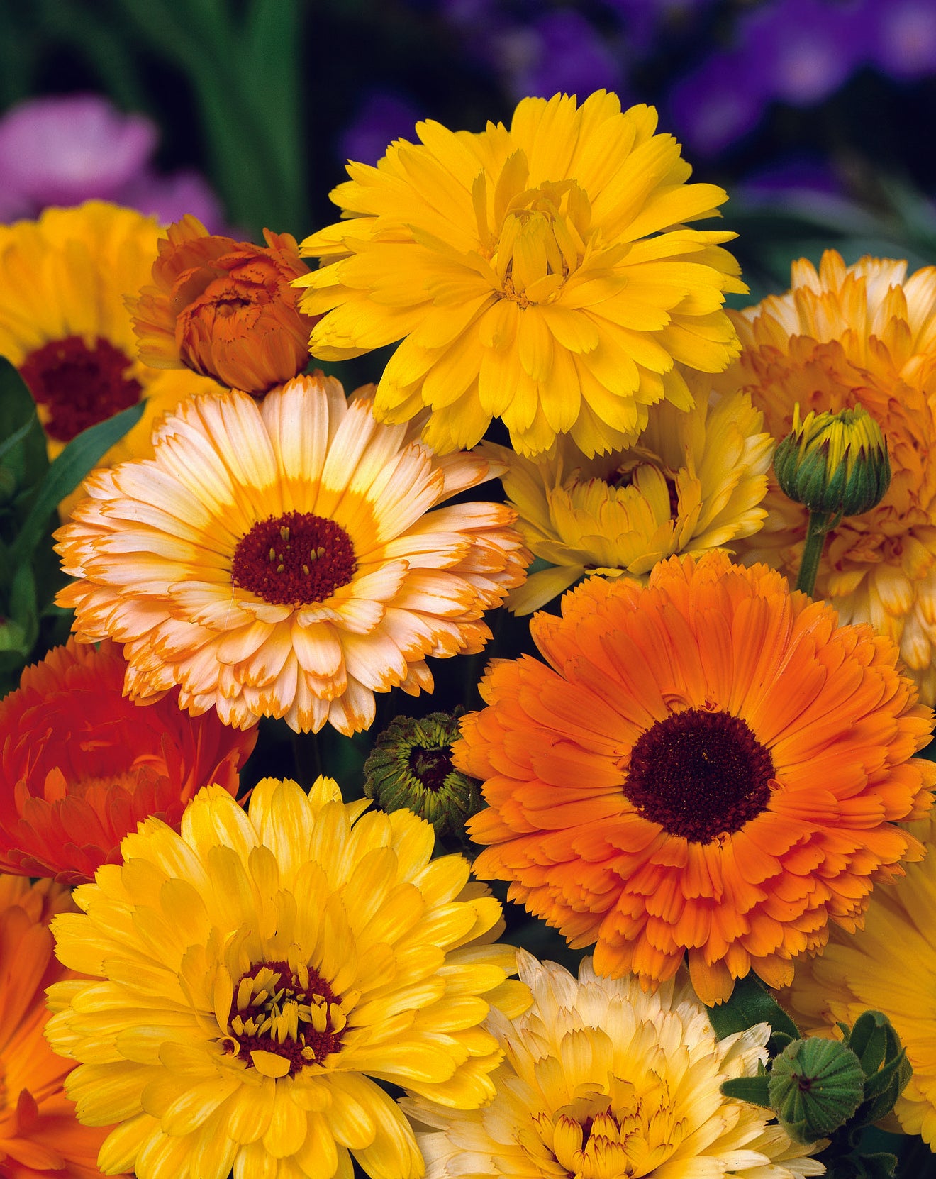 Calendula Pacific Beauty Mix