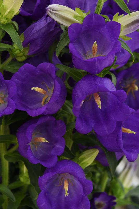 Campanula Campana Deep Blue
