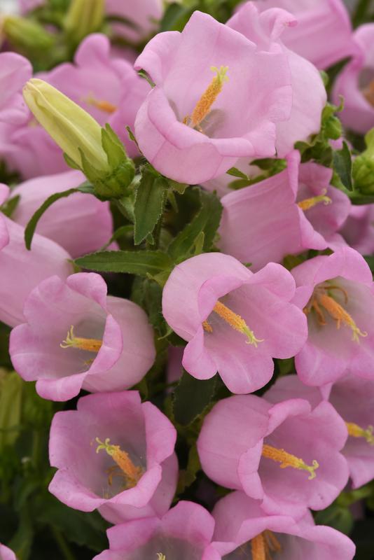 Campanula Campana Pink