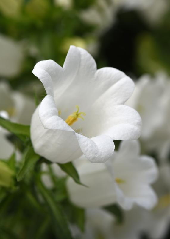 Campanula Campana New White