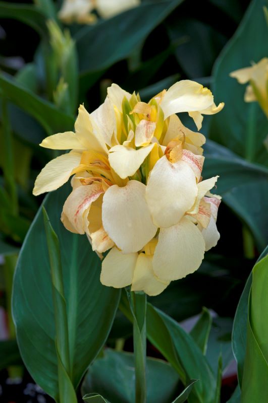 Canna Cannova F1 Lemon Seed