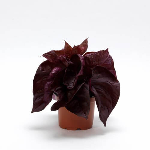 Celosia Sol Lizzard Leaf Seed