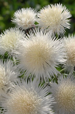 Centaurea The Bride Seed