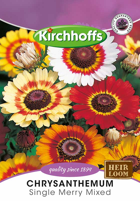 Chrysanthemum Single Merry Mix