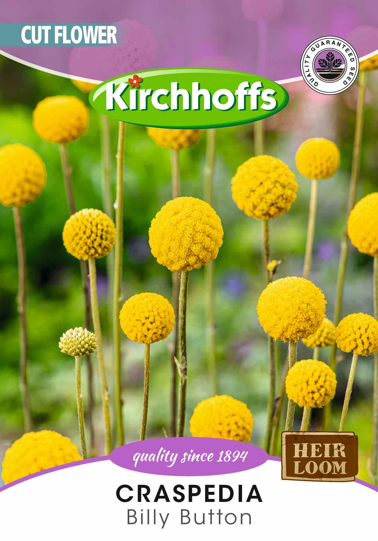 Craspedia Billy Button