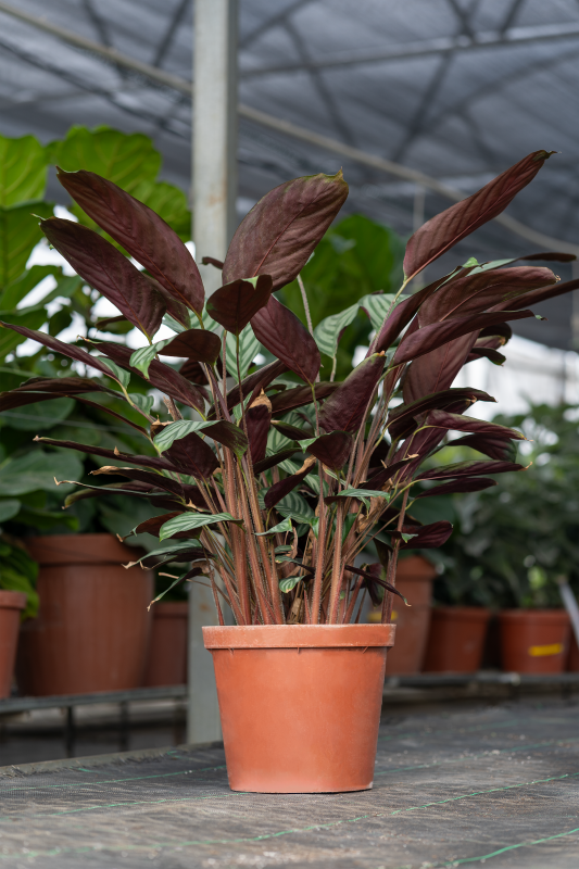 Ctenanthe Setosa Seedlings