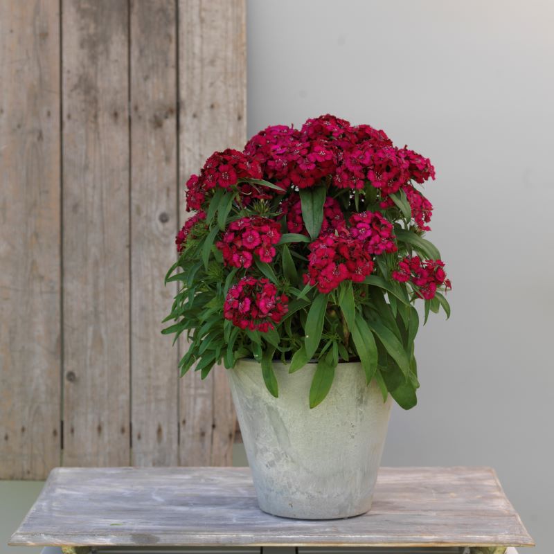 Dianthus Dart Raspberry Seed