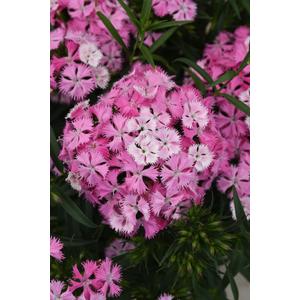Dianthus Rocking Pink Magic