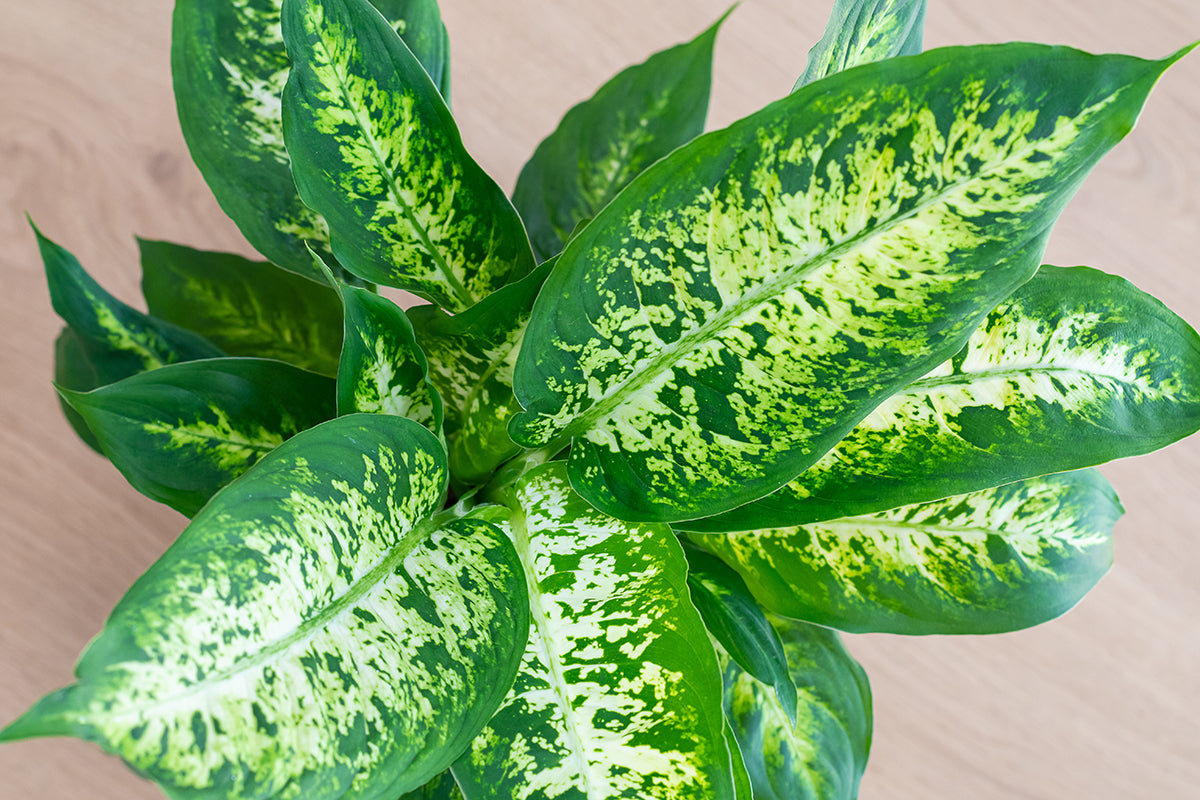 Dieffenbachia Compacta