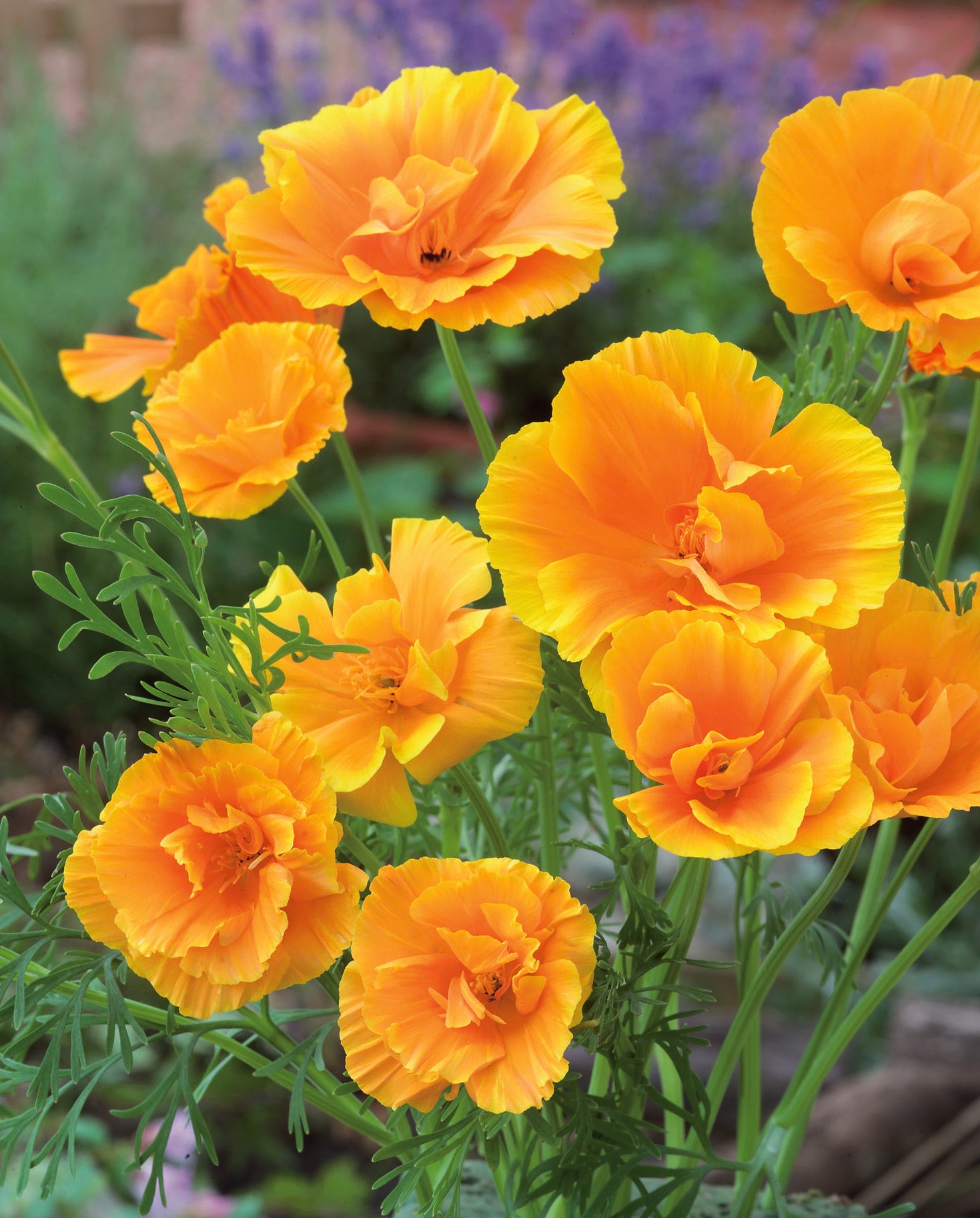 米山舞　everlasting plants Escholtzia Mission Bell Mix (California Poppy) Seed