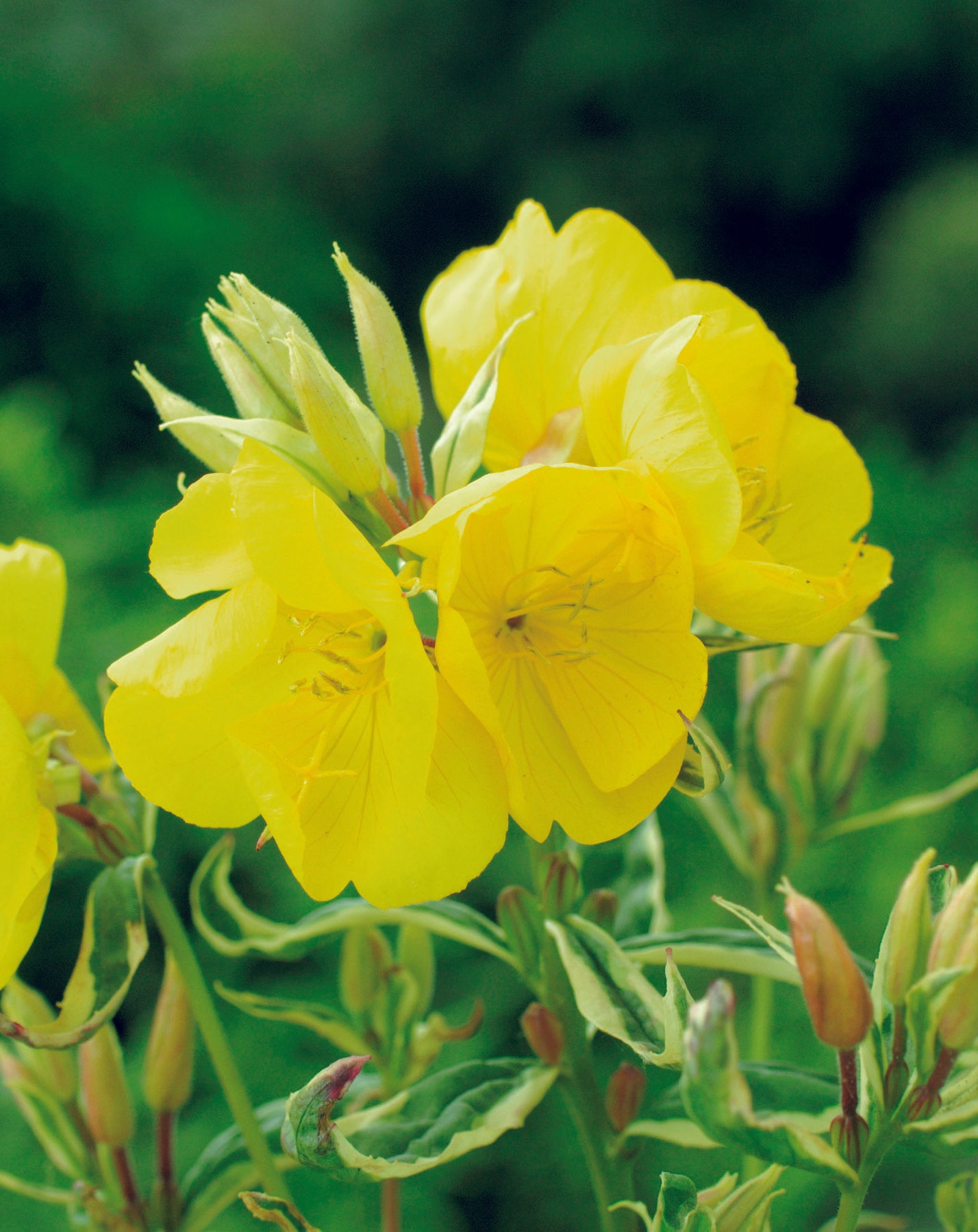 Evening Primrose Golden Yellow Seed