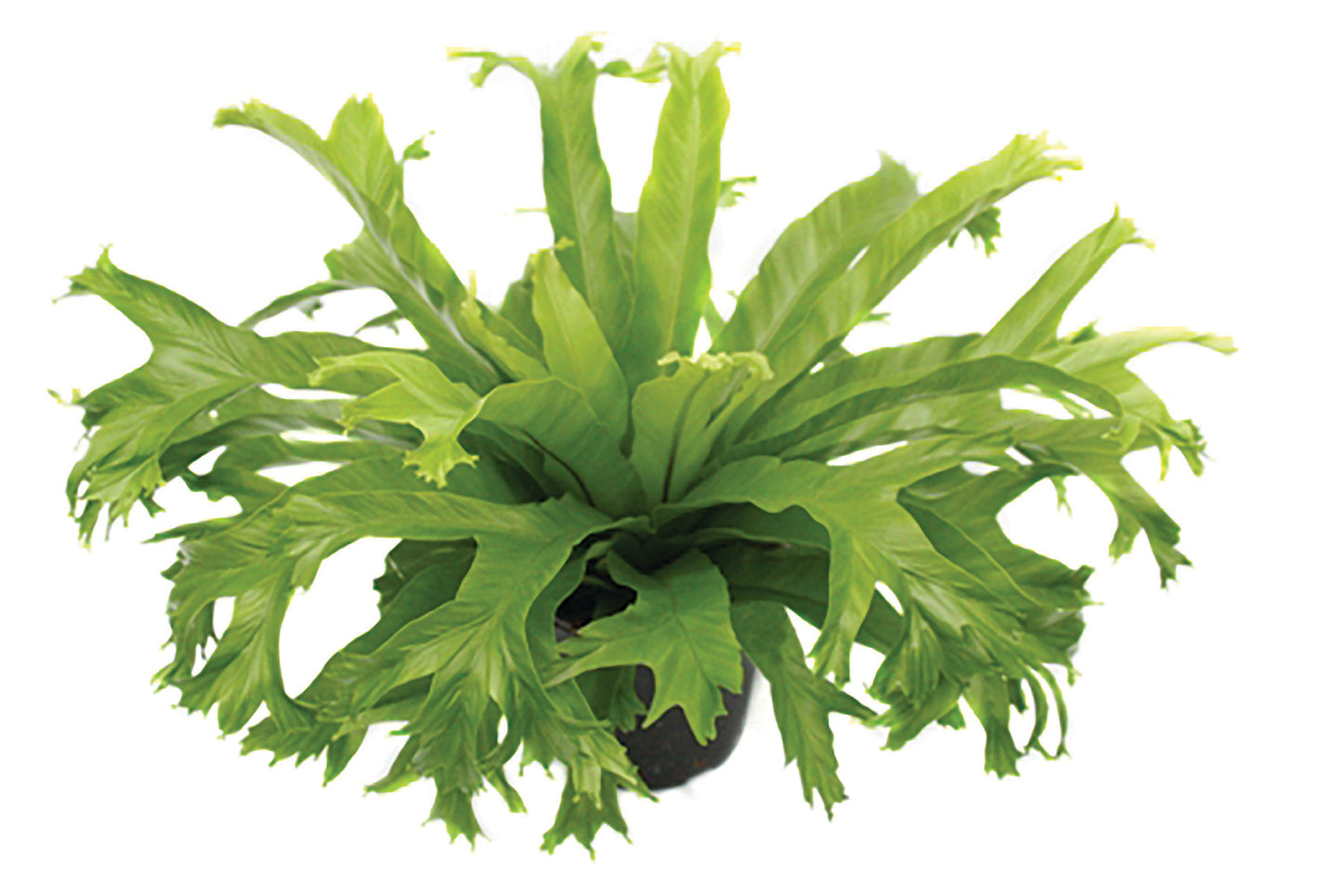 Fern Birds Nest Crissie Crested Seedlings