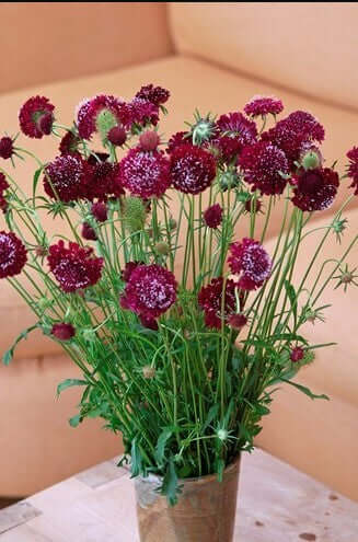 Scabiosa Fire King Seed