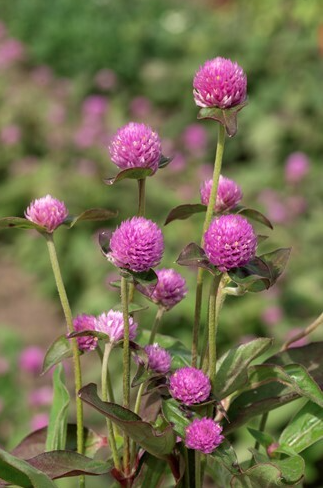 Gomphrena Lavender Lady Seed