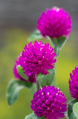 Gomphrena Purple Seed