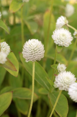 Gomphrena White Seed