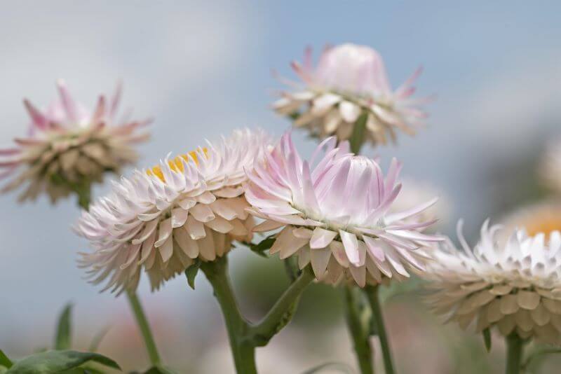 Helichrysum Bracteatum Silvery Rose Seed