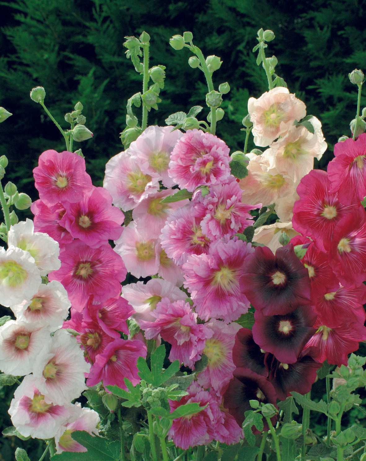 Hollyhock Summer Carnival Double Mix Seed