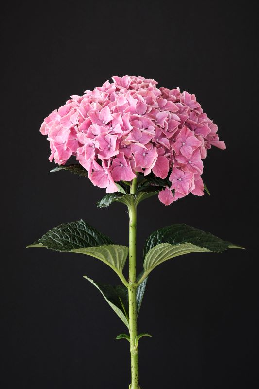 Hydrangea Magical Sweet Ruby Seedlings