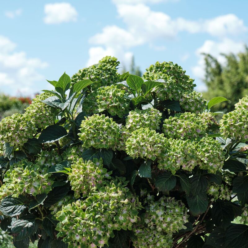 Hydrangea Magical Green Cloud Seedlings