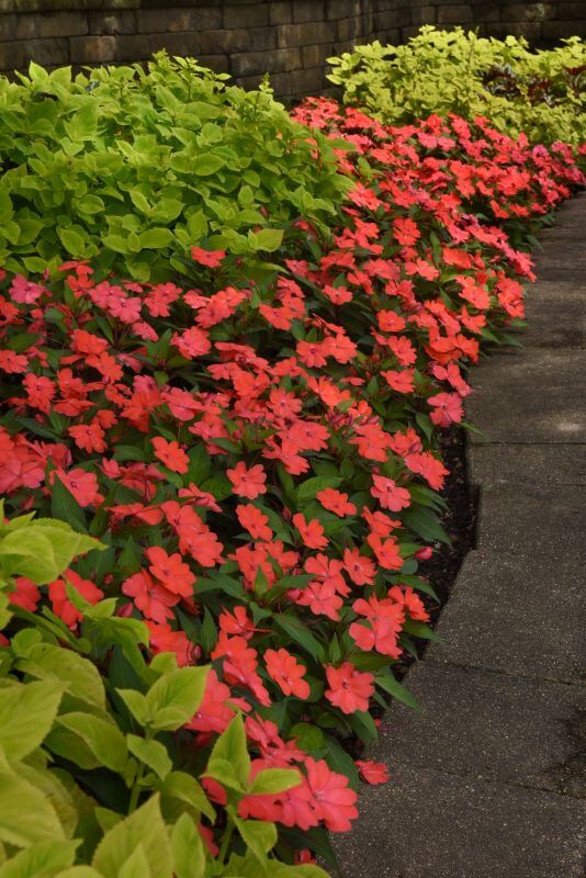 Impatiens Solarscape Salmon Punch Seed