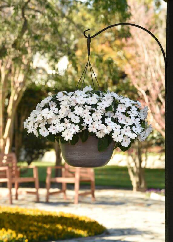 Impatiens Solarscape White Pearl Seed